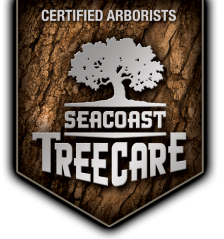 seacoast-tree